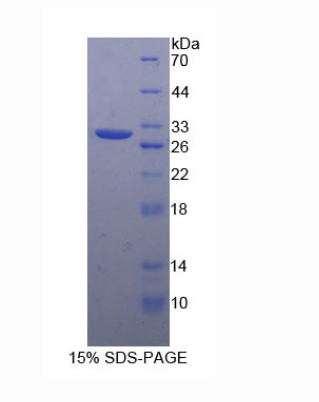 間隙連接蛋白37(CX37)重組蛋白,Recombinant Connexin 37 (CX37)