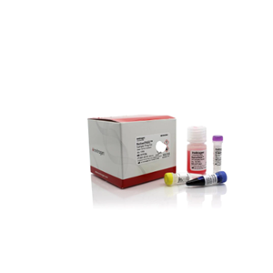 山羊关节炎-脑脊髓炎病毒染料法荧光定量PCR试剂盒