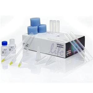 人硫化氢(H2S)Elisa试剂盒