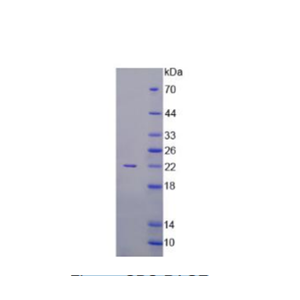 激活素A(ACVA)重组蛋白,Recombinant Activin A (ACVA)