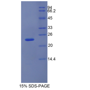 干擾素α5(IFNa5)重組蛋白