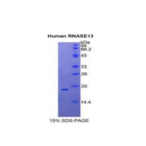 核糖核酸酶A13(RNASE13)重组蛋白