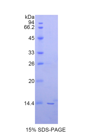 肽基脯氨酰順反式異構(gòu)酶NIMA,Recombinant Peptidyl Prolyl Cis/Trans Isomerase NIMA Interacting Protein 4 (PIN4)