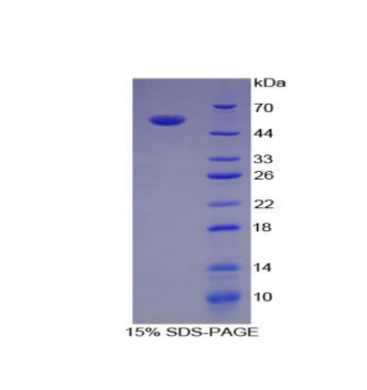 白介素35(IL35)重組蛋白,Recombinant Interleukin 35 (IL35)