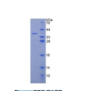 補(bǔ)體成分3a(C3a)重組蛋白,Recombinant Complement Component 3a (C3a)