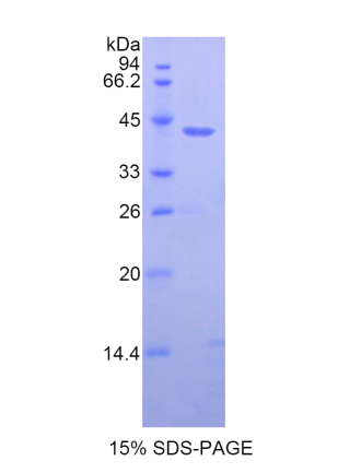 組蛋白1簇H2ab(HIST1H2AB)重組蛋白,Recombinant Histone Cluster 1, H2ab (HIST1H2AB)