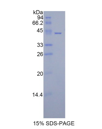 组蛋白1簇H2aa(HIST1H2AA)重组蛋白,Recombinant Histone Cluster 1, H2aa (HIST1H2AA)