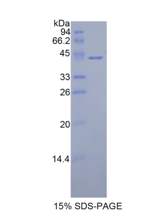 組蛋白1簇H2ac(HIST1H2AC)重組蛋白,Recombinant Histone Cluster 1, H2ac (HIST1H2AC)