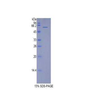 端粒重復(fù)結(jié)合因子1(TERF1)重組蛋白,Recombinant Telomeric Repeat Binding Factor 1 (TERF1)