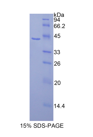 組蛋白1簇H2ag(HIST1H2AG)重組蛋白,Recombinant Histone Cluster 1, H2ag (HIST1H2AG)