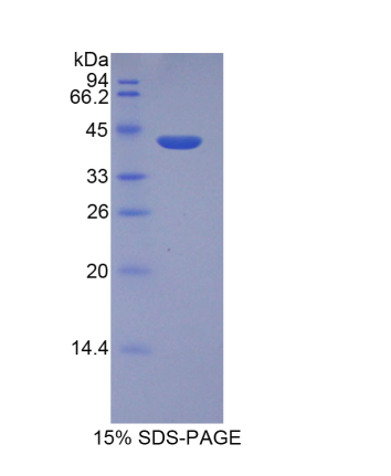 组蛋白2簇H2aa3(HIST2H2AA3)重组蛋白,Recombinant Histone Cluster 2, H2aa3 (HIST2H2AA3)