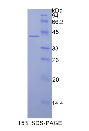 组蛋白3簇H2a(HIST3H2A)重组蛋白,Recombinant Histone Cluster 3, H2a (HIST3H2A)