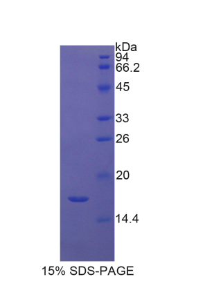 組蛋白2簇H3a(HIST2H3A)重組蛋白,Recombinant Histone Cluster 2, H3a (HIST2H3A)