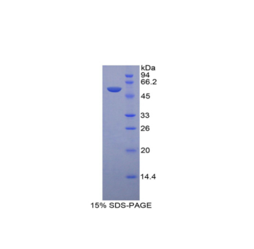 溶酶体关联膜蛋白1(LAMP1)重组蛋白,Recombinant Lysosomal Associated Membrane Protein 1 (LAMP1)