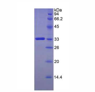 FK506结合蛋白10(FKBP10)重组蛋白,Recombinant FK506 Binding Protein 10 (FKBP10)