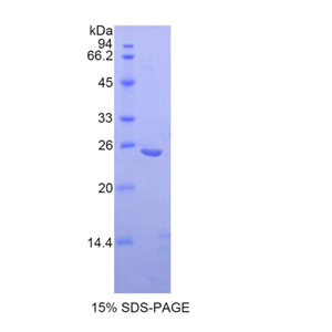 破骨细胞刺激因子1(OSF)重组蛋白
