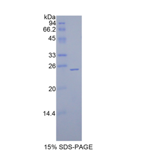 谷胱甘肽过氧化酶5(GPX5)重组蛋白