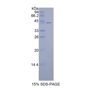 组蛋白1簇H2aa(HIST1H2AA)重组蛋白,Recombinant Histone Cluster 1, H2aa (HIST1H2AA)