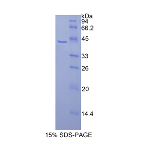 組蛋白1簇H2ag(HIST1H2AG)重組蛋白,Recombinant Histone Cluster 1, H2ag (HIST1H2AG)