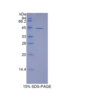 脂质运载蛋白15(LCN15)重组蛋白