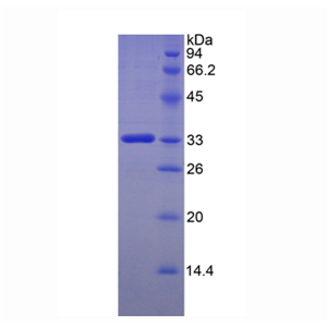 FK506结合蛋白10(FKBP10)重组蛋白,Recombinant FK506 Binding Protein 10 (FKBP10)