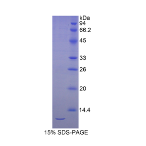 硒蛋白W1(SEPW1)重组蛋白