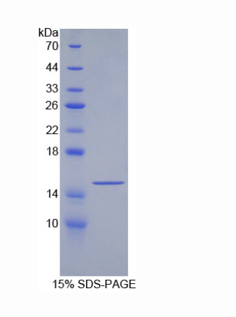 生長(zhǎng)分化因子6(GDF6)重組蛋白,Recombinant Growth Differentiation Factor 6 (GDF6)