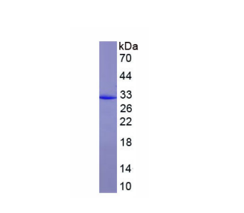 羥酸氧化酶1(HAO1)重組蛋白,Recombinant Hydroxyacid Oxidase 1 (HAO1)