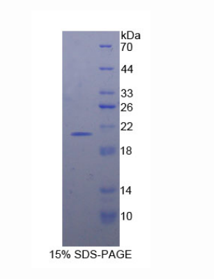 干擾素α7(IFNa7)重組蛋白,Recombinant Interferon Alpha 7 (IFNa7)