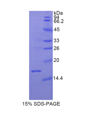 松弛肽3(RLN3)重组蛋白,Recombinant Relaxin 3 (RLN3)