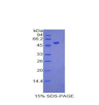 干扰素α8(IFNa8)重组蛋白,Recombinant Interferon Alpha 8 (IFNa8)