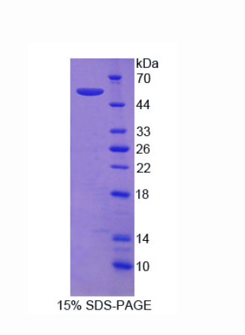 整合素α9(ITGa9)重組蛋白,Recombinant Integrin Alpha 9 (ITGa9)