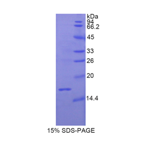 松弛肽3(RLN3)重组蛋白