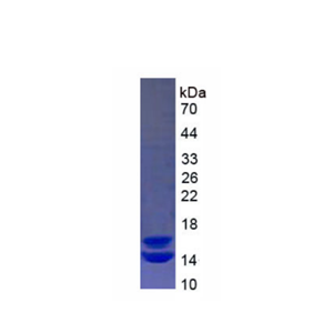 鈣衛(wèi)蛋白(CALPRO)重組蛋白,Recombinant Calprotectin (CALPRO)