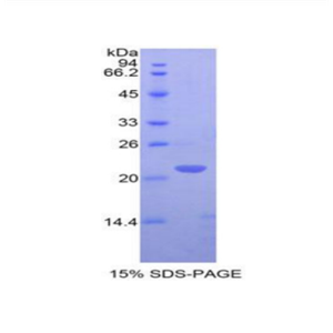 T-细胞表面糖蛋白CD3ε(CD3e)重组蛋白