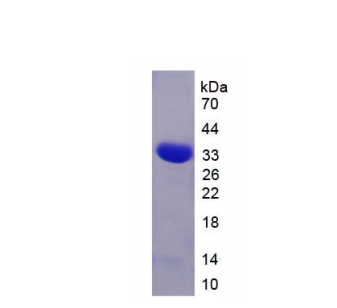 睫状神经营养因子受体(CNTFR)重组蛋白,Recombinant Ciliary Neurotrophic Factor Receptor (CNTFR)