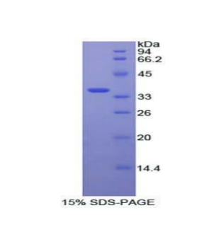 絲裂原激活蛋白激酶激酶7(MAP2K7)重組蛋白,Recombinant Mitogen Activated Protein Kinase Kinase 7 (MAP2K7)