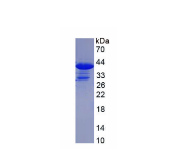 晶状体上皮源性生长因子(LEDGF)重组蛋白,Recombinant Lens Epithelium Derived Growth Factor (LEDGF)