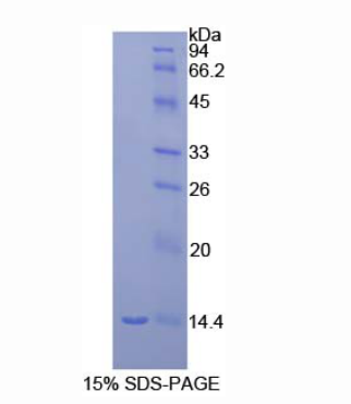 巨噬细胞炎性蛋白1γ(MIP1g)重组蛋白,Recombinant Macrophage Inflammatory Protein 1 Gamma (MIP1g)