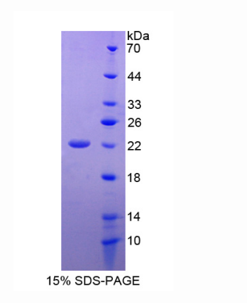 孤菲肽原(PNOC)重組蛋白,Recombinant Pronociceptin (PNOC)