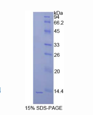 組蛋白1簇H4a(HIST1H4A)重組蛋白,Recombinant Histone Cluster 1, H4a (HIST1H4A)