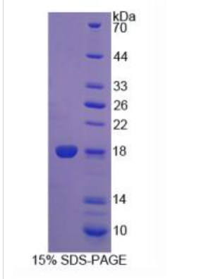 細胞程序性死亡蛋白5(PDCD5)重組蛋白,Recombinant Programmed Cell Death Protein 6 (PDCD6)