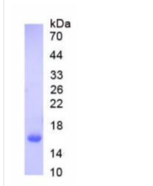 含碱性螺旋环螺旋域蛋白B8(BHLHB8)重组蛋白,Recombinant Basic Helix Loop Helix Domain Containing Protein B8 (BHLHB8)