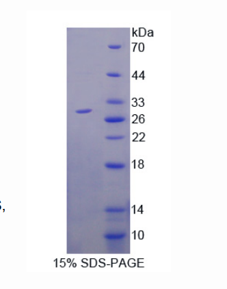 颗粒酶H(GZMH)重组蛋白,Recombinant Granzyme H (GZMH)