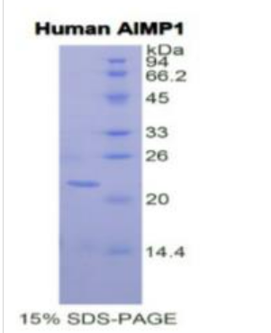 氨酰tRNA合成酶复合多功能,Recombinant Aminoacyl tRNA Synthetase Complex Interacting Multifunctional Protein 1 (AIMP1)