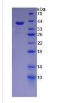 无翅型MMTV整合位点家族成员4(WNT4)重组蛋白,Recombinant Wingless Type MMTV Integration Site Family, Member 4 (WNT4)