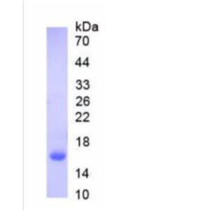 含碱性螺旋环螺旋域蛋白B8(BHLHB8)重组蛋白,Recombinant Basic Helix Loop Helix Domain Containing Protein B8 (BHLHB8)