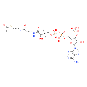 乙酰辅酶A,Acetyl coenzyme A