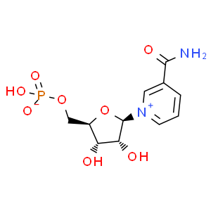 β-烟酰胺单核苷酸；NMN