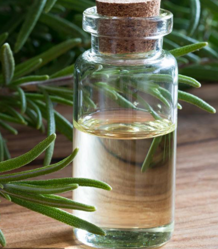 迷迭香油,Rosemary oil